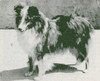 Ch Laird's Charm Of Pocono - Shetland Special winter 1959