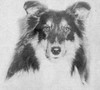 Thistlerose Arcwood Aladdin - Shetland Special winter 1959