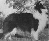 The Lone Ranger Of Pocono - Shetland Special winter 1958