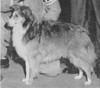 Regent Caprice Of Hobby Ho - Shetland Special spring 1958