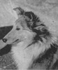 Sheltie Glen Hallmark - Shetland Special fall 1957