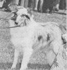 Geronimo Little Grey Gull - Shetland Special Sep-Oct 1950