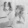 Comet's Gleam O' Wellesley - Shetland Special May-Jun 1950
