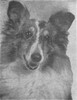 Geronimo Little Gremlin - Shetland Special Jan-Feb 1950 Geronimo Little Gremlin - Shetland Special Jan-Feb 1950