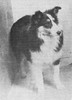Brandell's Ben Hur - Shetland Special Jan-Feb 1950