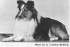 Twin Willow's Bright Future - Sheltie Special Jan-Feb 1966