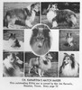 Kawartha's Match Maker - Sheltie Special May-Jun 1966