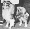 Apple Acres True Blue - Sheltie Special May-Jun 1966