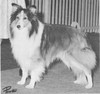 Hi-Hope's Echo O'Imp - Sheltie Special Sep-Oct 1966