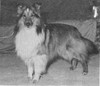 Ebb Tide Of Tobruk - Sheltie Special Nov-Dec 1966