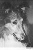 Diamond's Robert Bruce - Sheltie Special Jan-Feb 1967