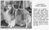 Lencrest's Rebel Rouser - Sheltie Special May-Jun 1967