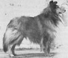 Carmylie Bravo O' Banchory - Sheltie Special Jul-Aug 1967