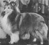 Lencrest's Rebel Rouser - Sheltie Special Nov-Dec 1967