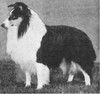Richmore Gamblin Man - Shetland Sheepdog Yearbook 1967