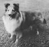 Dreamalot Max - Shetland Sheepdog Yearbook (Sheltie Special) 1967 Dreamalot Max - Shetland Sheepdog Yearbook (Sheltie Special) 1967