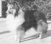 BrowneAcres Brigadier - Sheltie Special Jan-Feb 1968