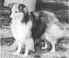 Playmate's Beau Of Teradane - Sheltie Special Jan-Feb 1968