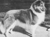 Banchory Monarch O'Marimount - Sheltie Special Mar-Apr 1968 Banchory Monarch O'Marimount - Sheltie Special Mar-Apr 1968