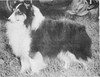 Vikingsholm Tagsson - Sheltie Special May-Jun 1968