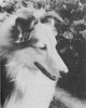 Scotchguard Sea Chantey - Sheltie Special Jul-Aug 1968