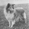 Jomars' Heather Dee - Sheltie Special Jul-Aug 1968