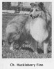 Robrovin Huckleberry Finn - Sheltie Special Jul-Aug 1968