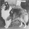 Sea Isle March Wind - Sheltie Special Jan-Feb 1969