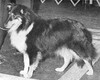 Starhaven's Miss Behaving - Sheltie Special May-Jun 1969