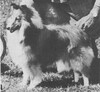 Hatfield Sultan Of Lorel - Sheltie Special May-Jun 1967