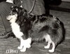 Starhaven's Black Brat - photo dated 1966 Starhaven's Black Brat - photo dated 1966