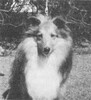 Astolat Enchantor - 1968 Shetland Sheepdog Yearbook (Sheltie Special)