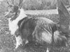 Sea Isle March Wind - Sheltie Special Jan-Feb 1970