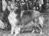 Markrisdo Patti Kate O'Roydon - Sheltie Special Mar-Apr 1970