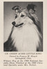 Green Acre's Little King