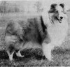Bilgowan Grenadier - Sheltie Special Mar-Apr 1969