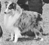 Shyways Sa-Wen - Sheltie Special Jul-Aug 1971 Shyways Sa-Wen - Sheltie Special Jul-Aug 1971