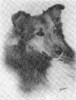 Cherden Light My Fire - Sheltie Special Sep-Oct 1971