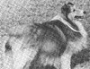 Gray Dawn Reveille Of Sea Isle - Sheltie Special Sep-Oct 1971 Gray Dawn Reveille Of Sea Isle - Sheltie Special Sep-Oct 1971
