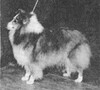 Four Winds Jasmyn O' The Glenn - Sheltie Special Sep-Oct 1971
