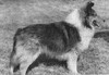 Barwoods Captivator - Sheltie Special Sep-Oct 1971