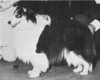 Shanteroo Black Jack - Sheltie Special May-Jun 1972 Shanteroo Black Jack - Sheltie Special May-Jun 1972