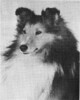 Lencrest Chris - Sheltie Special Jan-Feb 1973