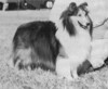 Wyndcliff Richmore Striking - Sheltie Special Jan-Feb 1973