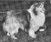 Marijohn's Becket - Sheltie Special Jan-Feb 1973