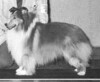 Marjan's Vagabond - Sheltie Special Jan-Feb 1973