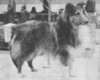 Reveille's Reflection Of Sheldon - Sheltie Special Jan-Feb 1973