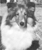 September's Rainmaker - Sheltie Special Mar-Apr 1973 September's Rainmaker - Sheltie Special Mar-Apr 1973