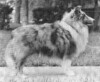 Philidove Kismet Heir Borne - Sheltie Special May-Jun 1973