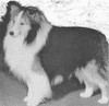 Ch Babinette Beau Brummel